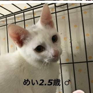 イケメン　めいくん