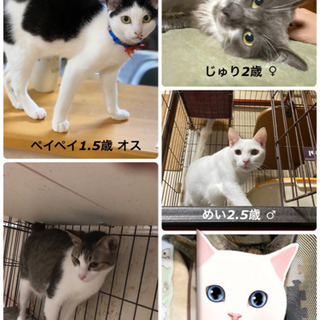イケメン　めいくん - 土浦市