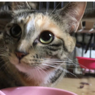 人大好き　あやめちゃ