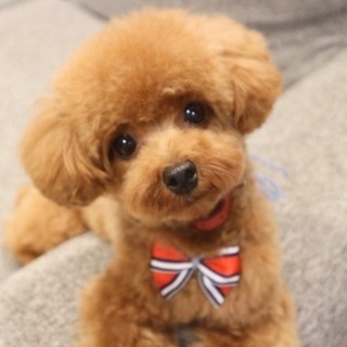 犬友達募集します★