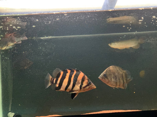 熱帯魚 ダトプラ レオクテ セネガルス