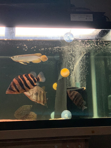 熱帯魚 ダトプラ レオクテ セネガルス