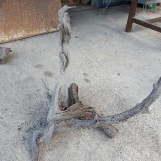 枯れ木　オブジェの画像