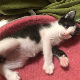 元気なハチワレ白黒子猫です。 - 和泉市