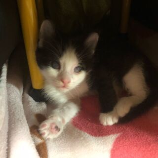 元気なハチワレ白黒子猫です。 - 猫