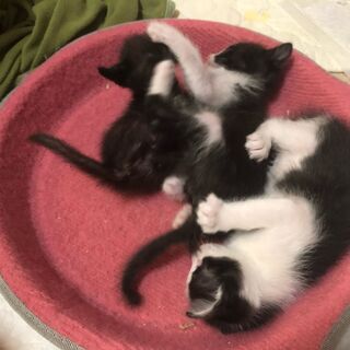 元気なハチワレ白黒子猫です。 − 大阪府