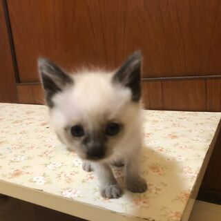 元気に飛び回って遊んでいる白子猫です。