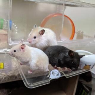 ハムスター飼っている方