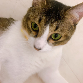 猫 里親募集