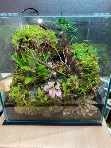 カエル・イモリ・メダカ飼育にオススメ！！コケリウム・テラリウム完成品小川を表現わ