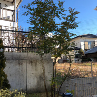 注意！訂正中購入不可】庭木 【シマトネリコ】お庭のシンボルツリーに！！