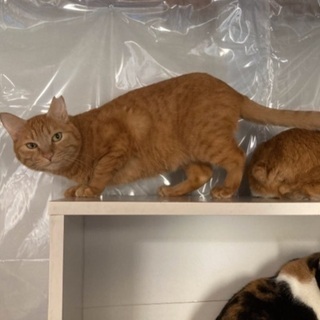 多頭崩壊家のねこちゃんにも当たり前の幸せを シリーズ4 - 里親募集