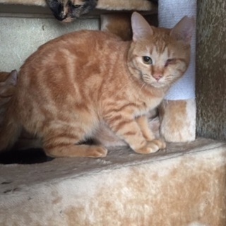 多頭崩壊家のねこちゃんにも当たり前の幸せを シリーズ4 - 葛飾区