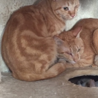 多頭崩壊家のねこちゃんにも当たり前の幸せを シリーズ4
