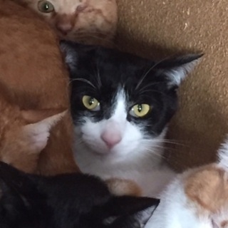 多頭崩壊家のねこちゃんにも当たり前の幸せを シリーズ4 - 猫