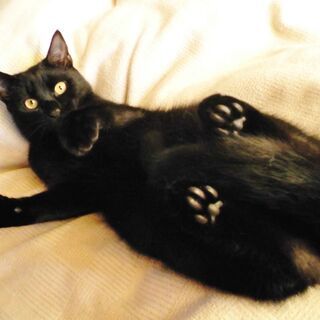 里親さま決定！　兄妹一緒に★心優しき不思議ちゃん　黒猫テテ助　８...