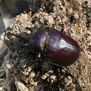 アクティオンゾウカブトムシ　ペア