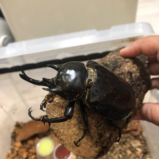 アクティオンゾウカブトムシ　ペア