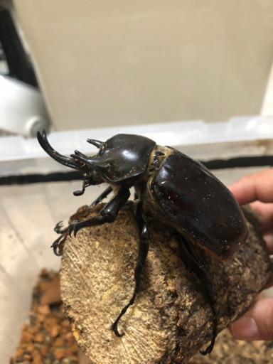 アクティオンゾウカブトムシ　ペア