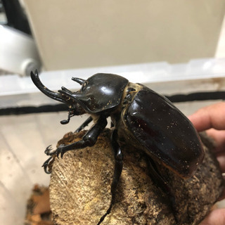 アクティオンゾウカブトムシ　ペア