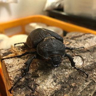 アクティオンゾウカブトムシ　ペア