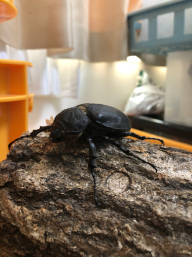 アクティオンゾウカブトムシ　ペア
