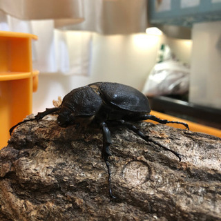 アクティオンゾウカブトムシ　ペア