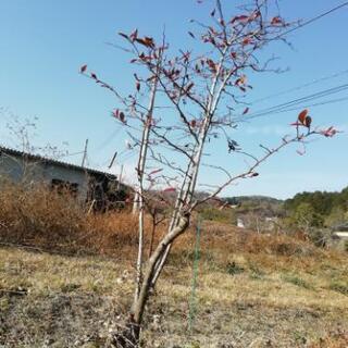 ブルーベリーの木、受付終了です。の画像