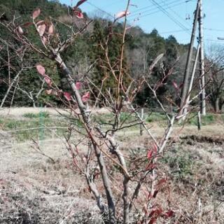 ブルーベリーの木、受付終了です。