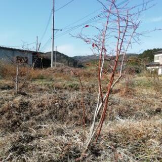 ブルーベリーの木、受付終了です。の画像