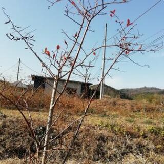 ブルーベリーの木、受付終了です。の画像