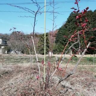 ブルーベリーの木、受付終了です。の画像