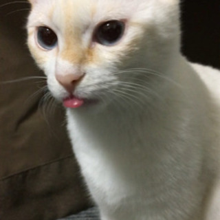 ほご猫カフェで猫に囲まれながらおそうじの画像