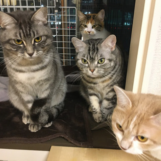 ほご猫カフェで猫に囲まれながらおそうじの画像