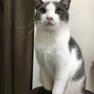 ほご猫カフェで猫に囲まれながらおそうじの画像