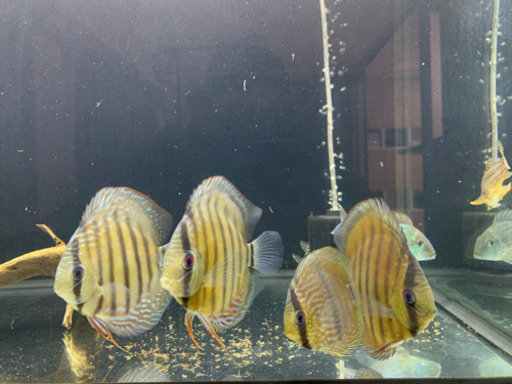 ワイルドディスカス4匹