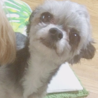 小さいチワプー里親