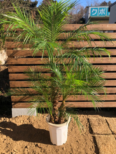 フェニックスロベレニー  3本立ち　超希少