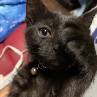 黒猫のレオンくん