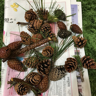 松ぼっくり