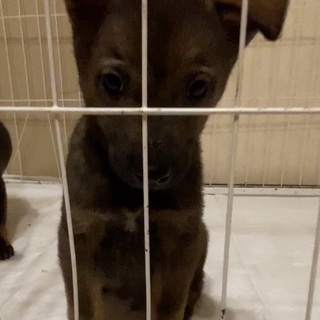 ２ヶ月✴︎男の子✴︎雑種 − 兵庫県