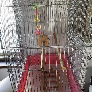 鳥かご✩.*˚お譲りいたしますの画像