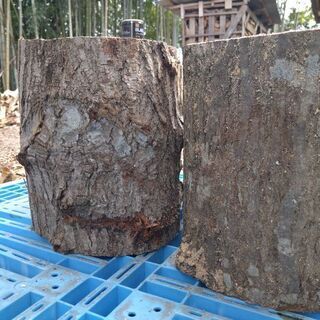 #コロナに負けるな！「玉切り丸太差し上げます」1世帯様1本まで。茨城県潮来市。の画像