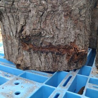 #コロナに負けるな！「玉切り丸太差し上げます」1世帯様1本まで。茨城県潮来市。の画像