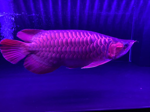熱帯魚アロワナ