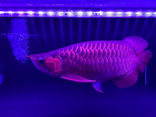 熱帯魚アロワナ