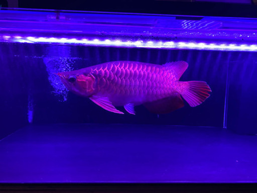 熱帯魚アロワナ