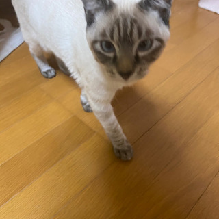 子猫里親募集