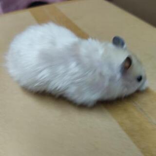 
ゴールデンハムスター白系長毛種サテンオス2匹メス2匹差上げます（本文を良く読んで下さい） - 東久留米市