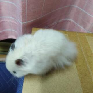 
ゴールデンハムスター白系長毛種サテンオス2匹メス2匹差上げます（本文を良く読んで下さい） - その他